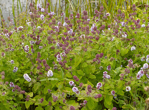 V8W54  Water Mint