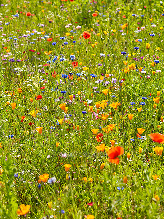V9W16  Wildflowers