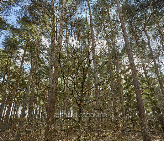 V9F32  Pine Woods, East Roudham Heath, Norfolk, UK