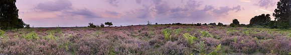 P3L32  NWT Roydon Common, Norfolk, UK