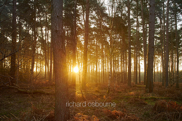 V9F33  Dawn, Pine Woods, East Roudham Heath, Norfolk, UK