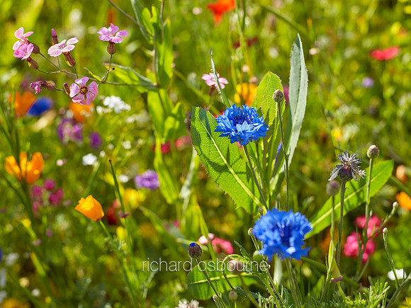 V9W24  Wildflowers