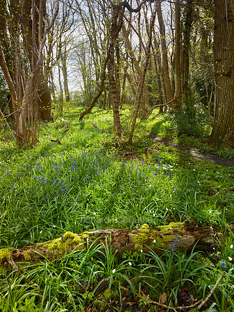 V10N8  NWT Ashwellthorpe Lower Wood, Norfolk, UK