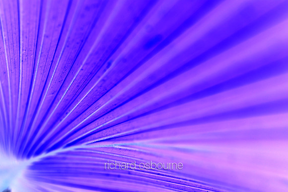 V5A30  Tropical Plant Abstract