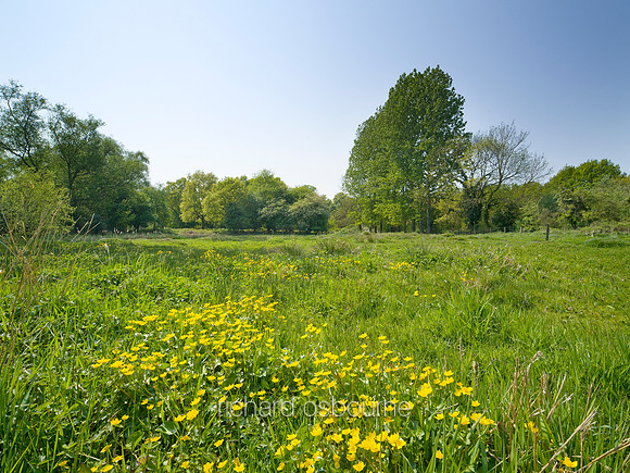 V5W11  Marsh Marigolds, NWT Hoe Rough, Norfolk, UK
