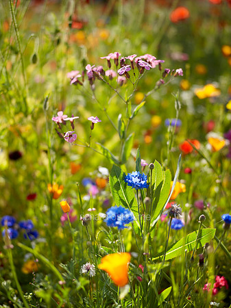 V9W21  Wildflowers