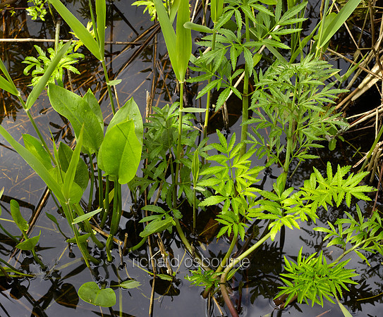 V8D4  NWT Alderfen Broad, Norfolk, UK