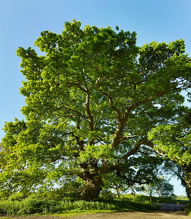 V10F6  The Great Oak, Hempnall, Norfolk