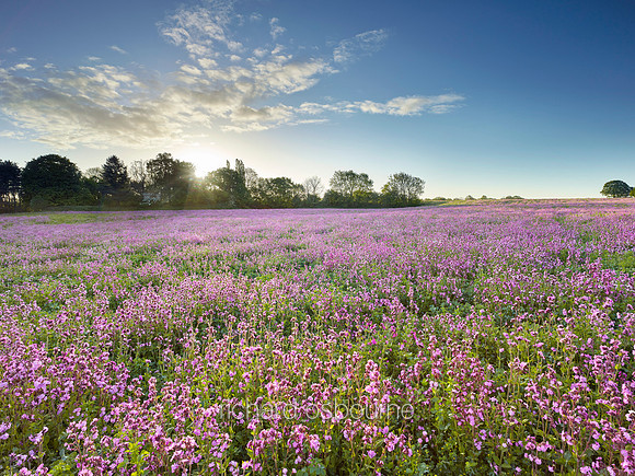 V10W10  Red Campion Wildflowers, Norfolk, UK