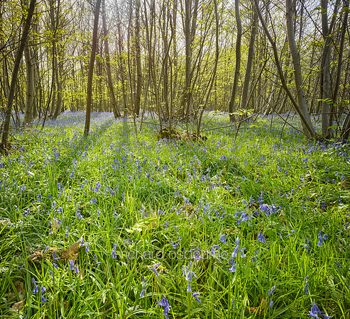 V9F39  Kings Wood, Kent, UK