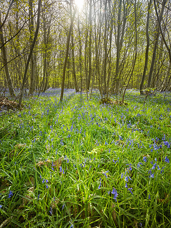 V9W25  Kings Wood, Kent, UK