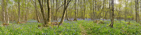 P4F10  Kings Wood, Kent, UK
