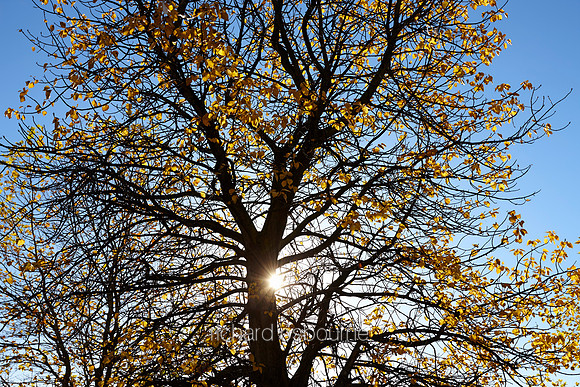 V7F43  Autumn Oak