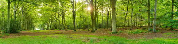 P4F11  Fellbrigg Great Wood, Norfolk, UK