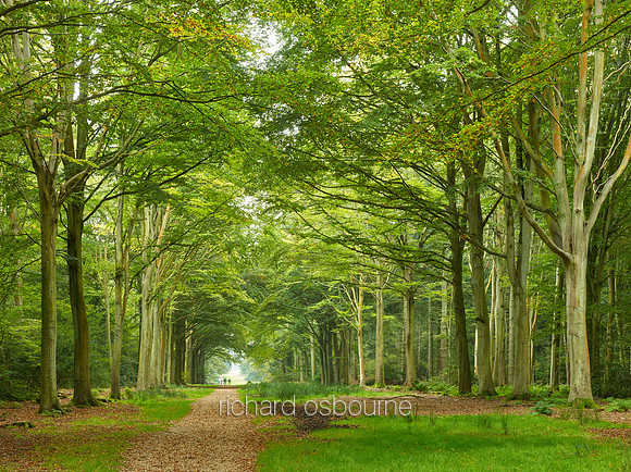 V9F41  Fellbrigg Great Wood, Norfolk, UK