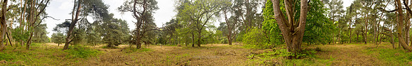 P2F21  Scots Pines, NWT East Wretham Heath, Norfolk, UK