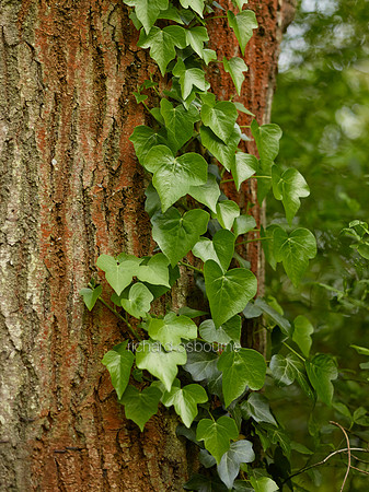 V8D16  Ivy Growing on an Oak Tree