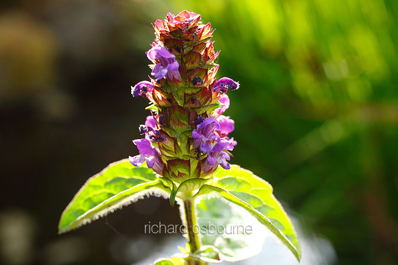 V5W26  Selfheal Wildflowers