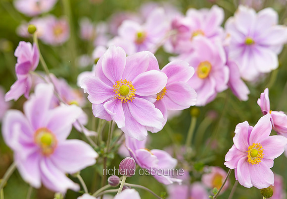 V8FL5  Japanese Anenome