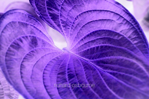 V5A28  Tropical Plant Abstract