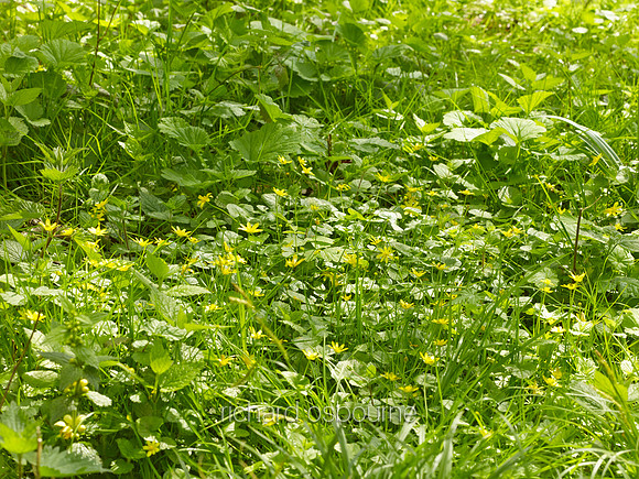 V8W4  Celandines, NWT Wayland Wood, Norfolk, UK