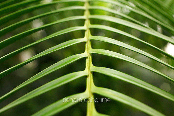 V5D25  Lepidozamia hopei