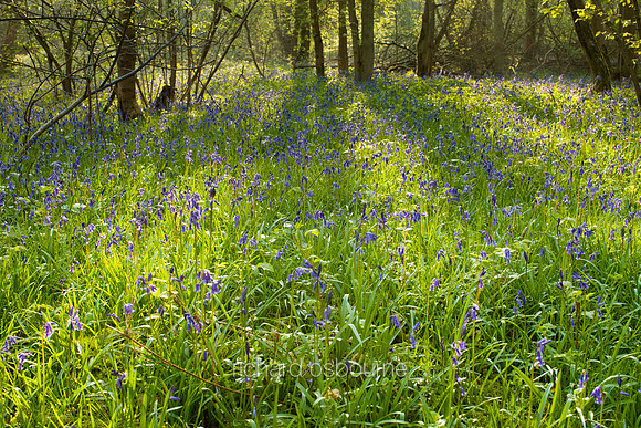 V3W27 Bluebells IV