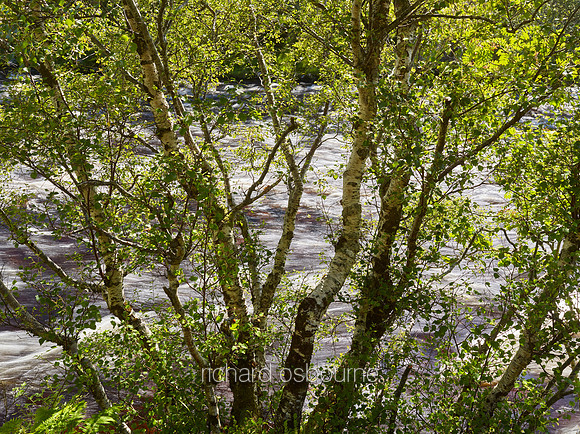 V10RS15  Silver Birches & River Kirkaig, Sutherland, Scotland, UK