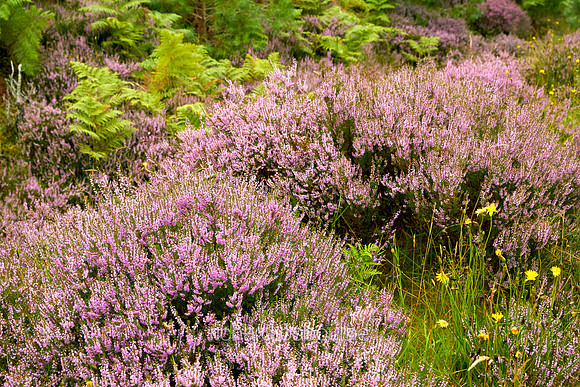 V10RS18  Heather and Bracken, Scotland, UK
