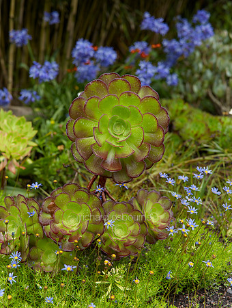 V10D15  House Leeks / Sempervivens