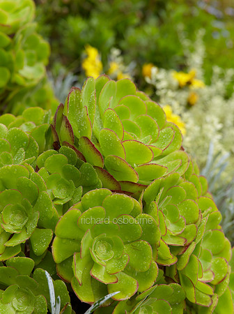 House Leeks / Sempervivens