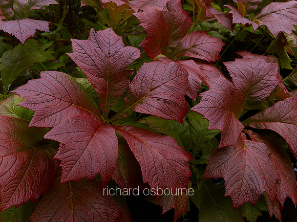V10D16  Red Leaves