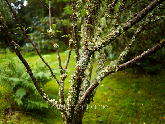 V10D17  Moss on Young Tree