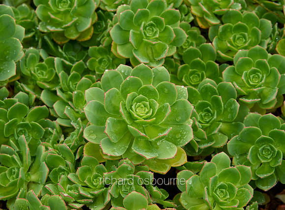 V10D18  House Leeks / Sempervivens