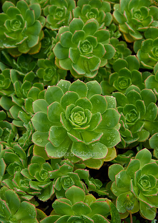 V10D19  House Leeks / Sempervivens