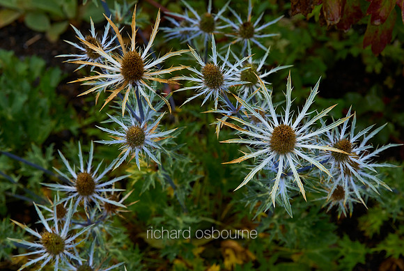 V10D20  Spiky Flowers