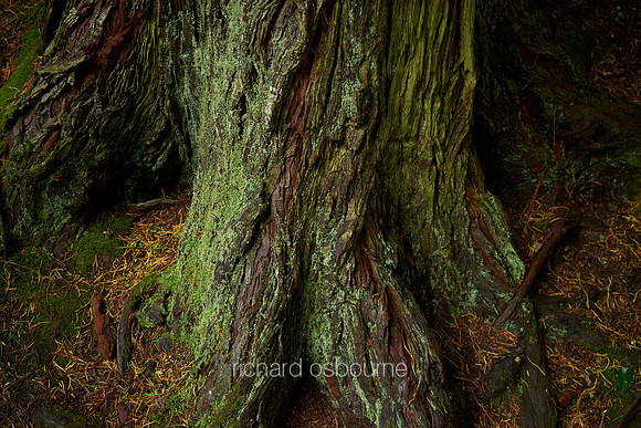 V10D21  Red Cedar Bark,