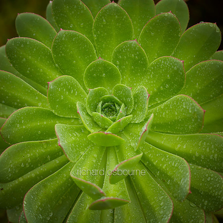 V10D13  House Leeks / Sempervivens