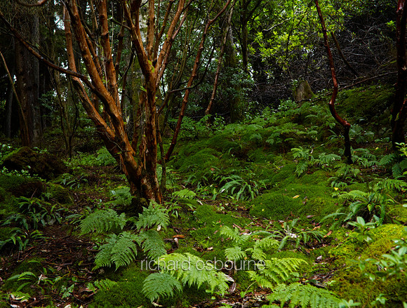 V10F7  Inverewe Gardens, Wester Ross, Scotland, UK