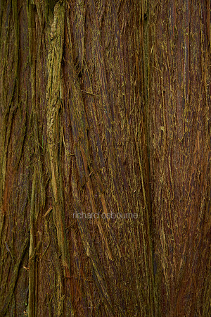 V10BG109  Red Cedar Bark