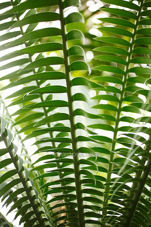 V5D32  Lepidozamia hopei