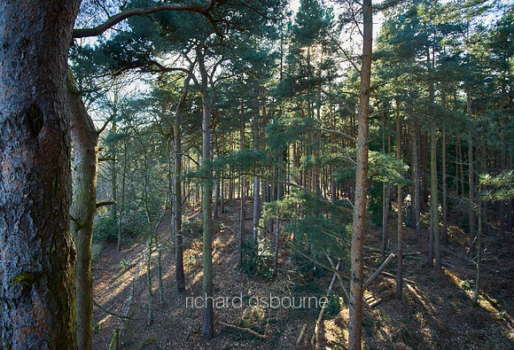 V11F2  NWT Holt Lowes, Norfolk, UK