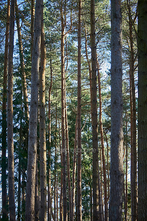 V11F1  NWT Holt Lowes, Norfolk, UK