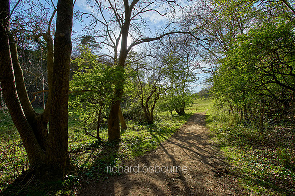 V11F8  NWT Ringstead Downs, Norfolk, UK