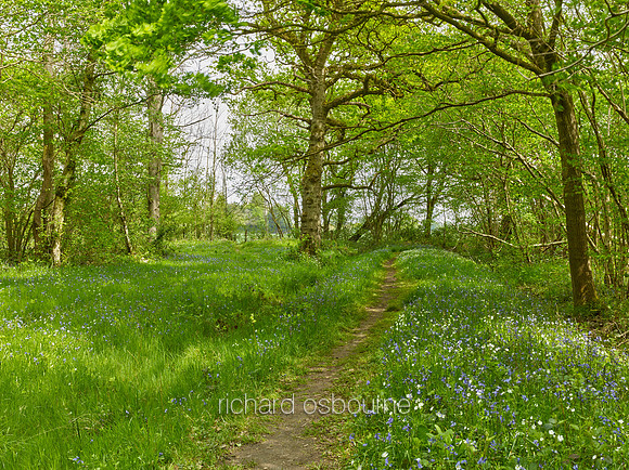 NWT Foxley Wood, Norfolk, UK
