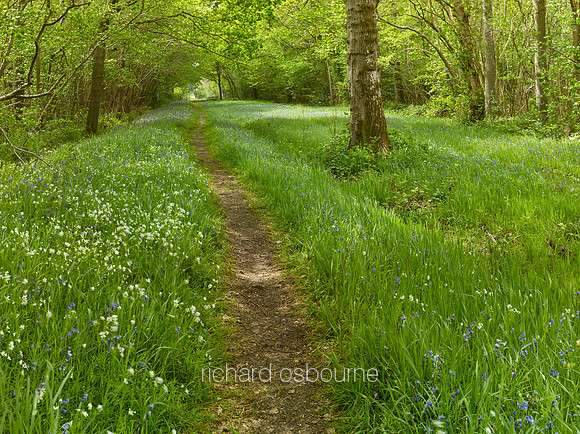 NWT Foxley Wood, Norfolk, UK