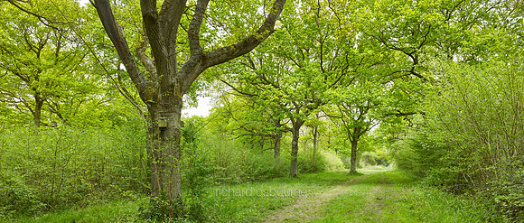 P4F12  NWT Foxley Wood, Norfolk, UK