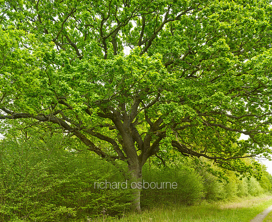 V11F9  NWT Foxley Wood, Norfolk, UK