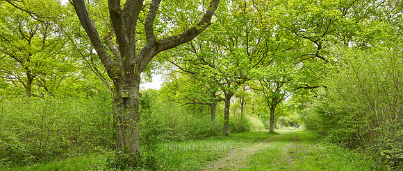 P4F12  NWT Foxley Wood, Norfolk, UK