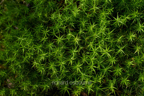 V10D25  Moss